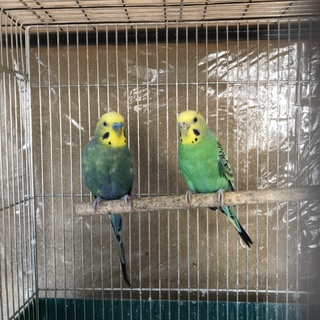 文鳥1匹とセキセイインコ2匹の里親さん募集