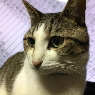 やんちゃなレオくん二歳半です。