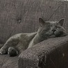 ソファと同化中