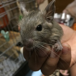 デグー ブルーカラー 