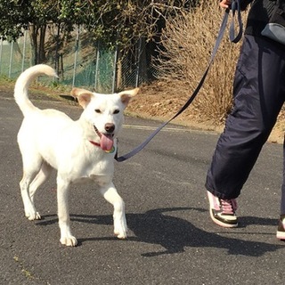 譲渡候補犬のご紹介：せいや（譲渡後に名前変更可）