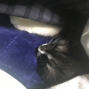 一番のビビリさん。やっと人馴れしました_:(´ཀ`」 ∠):長かった(´；ω；`)