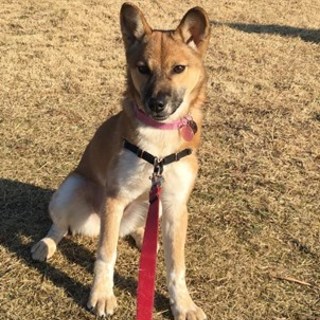 譲渡候補犬のご紹介：れんか（譲渡後に名前変更可）