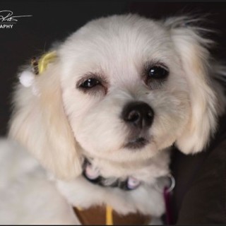 マルチーズのゆたかくん