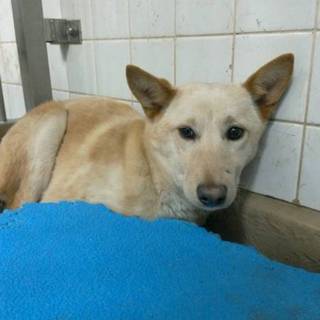 明日の朝に収容期限を迎えます。