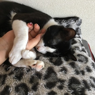 大人だけど男の子