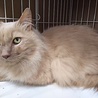 綺麗な長毛 ライオン丸！ サムネイル3