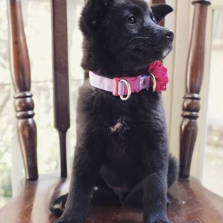 真っ黒な甲斐犬ミックス。