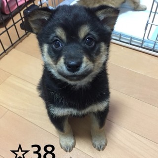 ☆３８  里親さん募集です♫