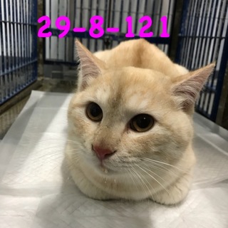 里親様決まりました♡薄茶トラ 美猫の男の子 