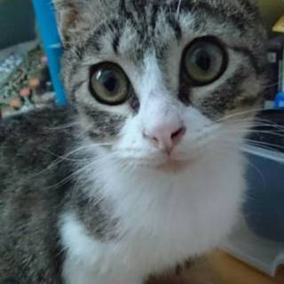 釧路市内限定 仔猫 女 北海道 猫の里親募集 ペットのおうち 月間利用者150万人