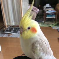 小太郎