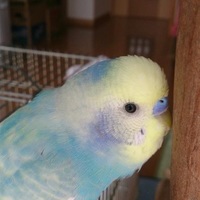 メロディー
