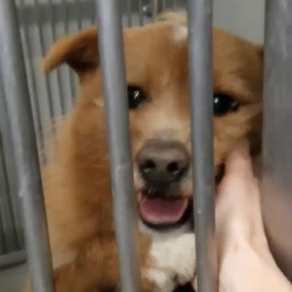 里親様が決まりました♡有難うございました！