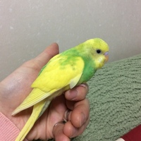 ゆず