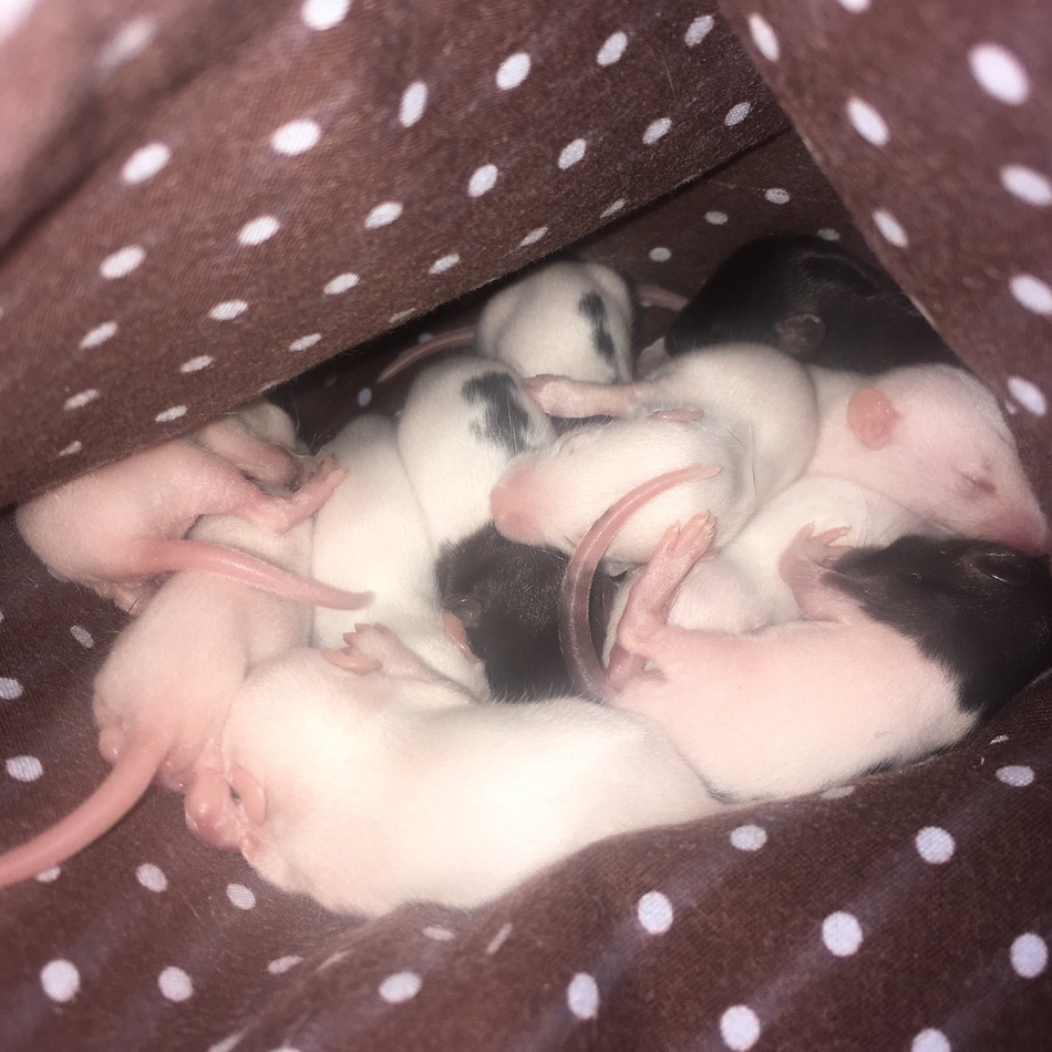 赤ちゃんラットのカバー写真