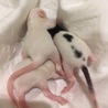 日齢１２日。どんどん毛が生えて来てます。動きも活発で結構しっかり歩きます。