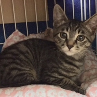 （応募者複数のため募集を一時停止します）可愛い子猫