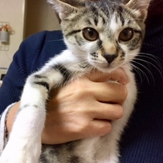 （応募者複数のため募集一時停止します）可愛い姉妹