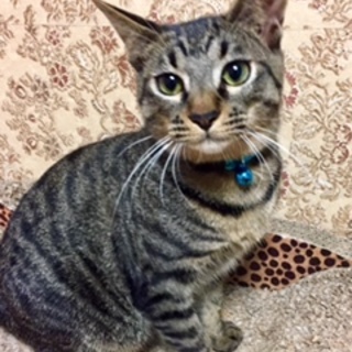 イケメン♡キジトラ男の子（去勢済み）