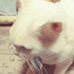 「レオのアレルギー性の皮膚炎経過報告書」サムネイル1