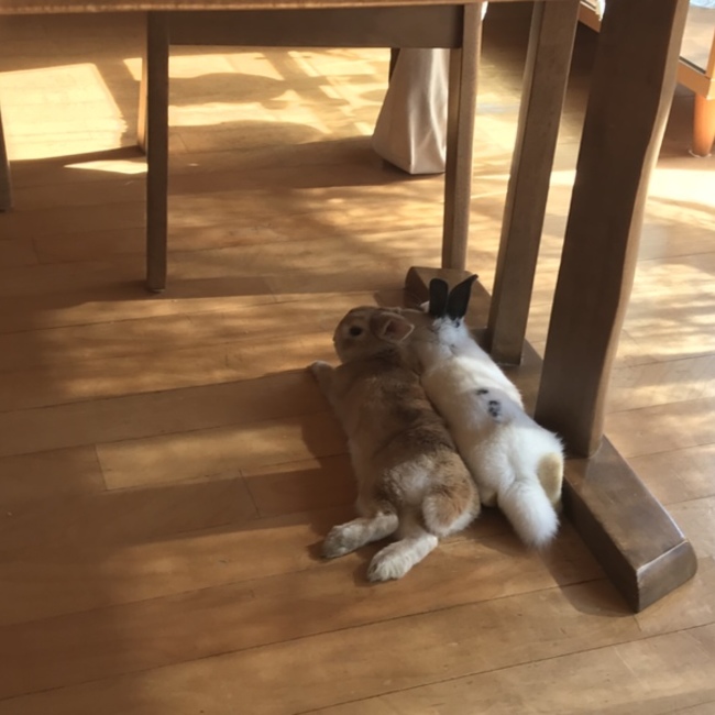 わたなべ　びわ/ゆきのカバー写真