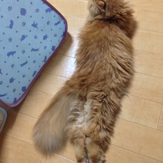 素敵な里親さんと出会わせてくださり有難う御座います