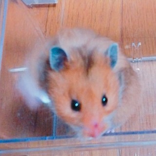 カラーハムスター