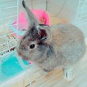 至急！うさぎの里親募集