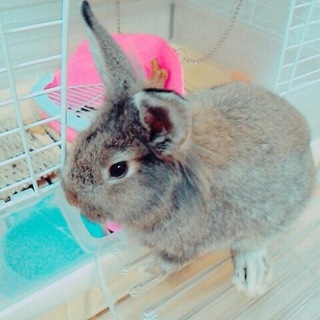 至急！うさぎの里親募集