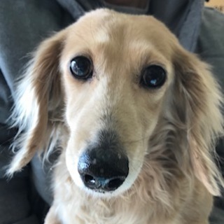 ダックスの成犬