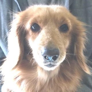 ダックス成犬女の子