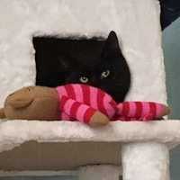 てん