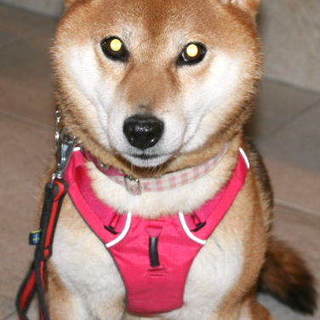 人が大好き 甘えん坊 わさびちゃん」