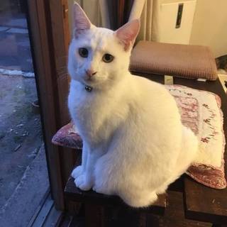真っ白　おちゃめな白猫くん