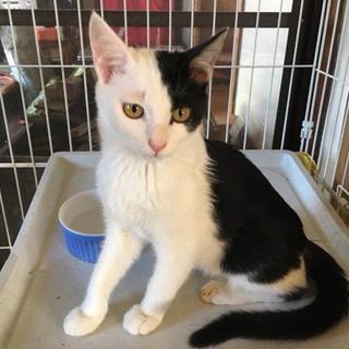 片ワレ猫のイケメンくん