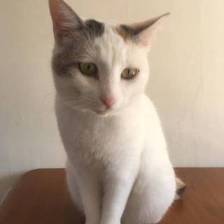 美猫の三毛ちゃん