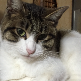 大人しくて人懐っこいです！