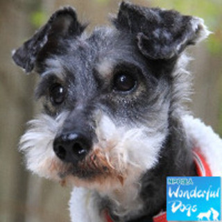 「ごはん」Mシュナ♂