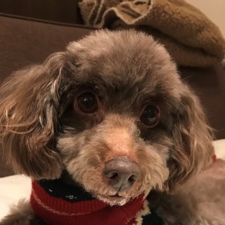 人間が大好きで、甘えん坊の女の子♪