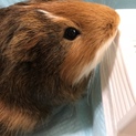 急きょ飼えなくなってしまいました。