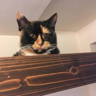 虐待から立ち直る三毛猫ちゃん