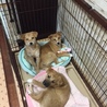 3ヶ月子犬　秀吉♪（おっとり系） サムネイル7