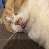 の写真