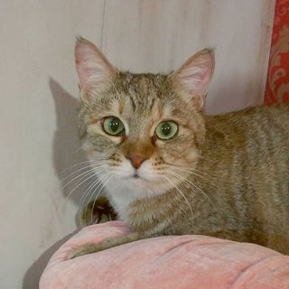 【まめ】まん丸おめめのムギワラ柄の女の子