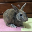 うさぎの里親募集☆