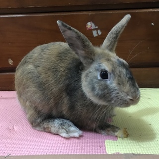 うさぎの里親募集☆