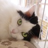 保護ねこ広場にゃん福゜(保護活動者)
