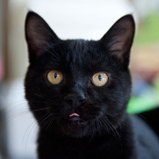 黒猫ページ Amazon｜黒猫ジジ 魔女の宅急便 約50×70Vcm インテリアマット