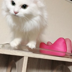 「場所取り合戦」サムネイル2